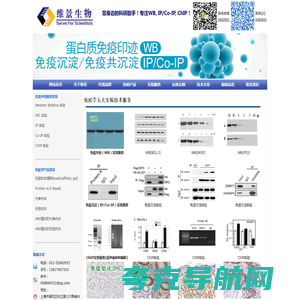 免疫组化IHC，免疫印迹WB，免疫沉淀IP，免疫共沉淀Co-IP，染色质免疫共沉淀ChIP,内参抗体，标签抗体，标签抗体偶联agarose beads，标签抗体affinity gel，M2 affinity gel，anti FLAG affinity gel，anti HA affinity gel，anti Myc affinity gel！--上海维景生物科技有限公司