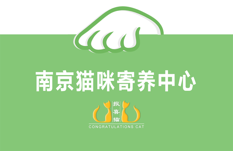 猫咪寄养-宠物寄养-家庭寄养-南京猫咪寄养中心！