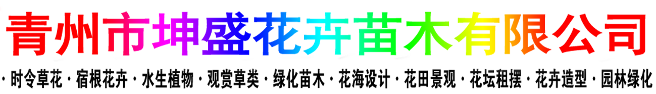 宿根花卉,山东草花,草花批发,花海设计-青州市坤盛花卉苗木有限公司